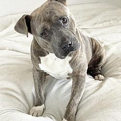 A happy Staffordshire Bull Terrier who recently got adopted by a loving family